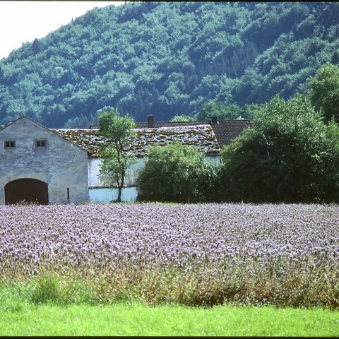 Hotels in Regensburg and its surroundings: culturally rich! Old farmhouse behind purple flowering field and wooded hill