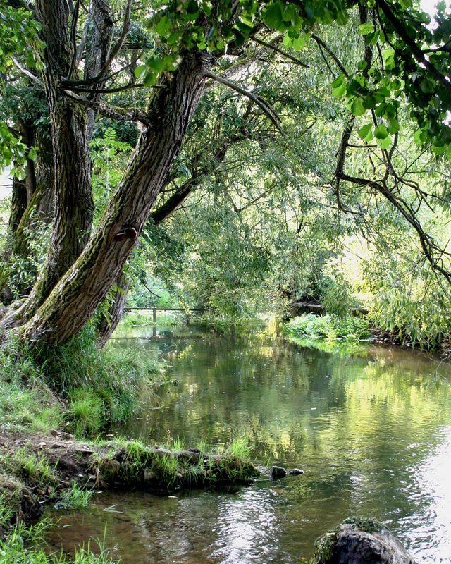 Hotels in Regensburg and its surroundings: culturally rich! River with trees and green vegetation in sunlight